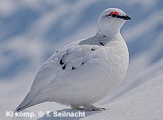 Bild vergr&ouml;&szlig;ern!