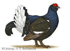 Bild vergr&ouml;&szlig;ern!