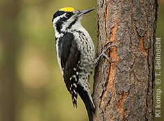 Bild vergr&ouml;&szlig;ern!