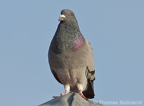 Bild vergr&ouml;&szlig;ern!