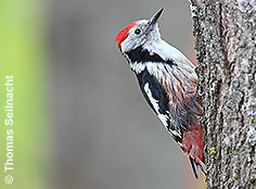 Bild vergr&ouml;&szlig;ern!