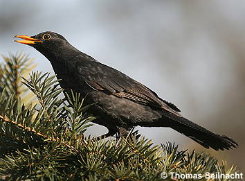 Amsel