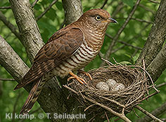 Bild vergr&ouml;&szlig;ern!