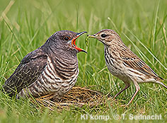 Bild vergr&ouml;&szlig;ern!
