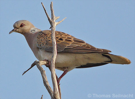 Bild vergr&ouml;&szlig;ern!