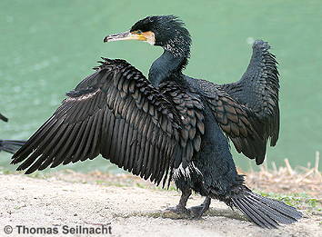 Kormoran