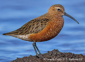 Bild vergr&ouml;&szlig;ern!