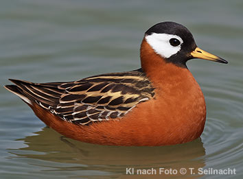 Bild vergr&ouml;&szlig;ern!