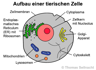 Bild vergrößern!