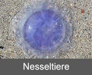 Nesseltiere