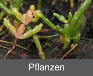 Pflanzen