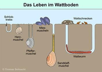 Wattboden