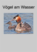 Heft Vögel am Wasser