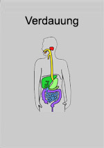 Heft Verdauungsorgane