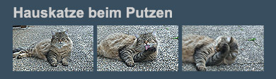 Film: Hauskatze beim Putzen