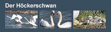 Film: Der Höckerschwan