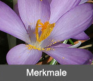 Merkmale