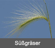 Suessgraeser