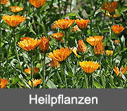 Heilpflanzen