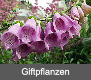 Giftpflanzen