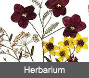 Herbarium