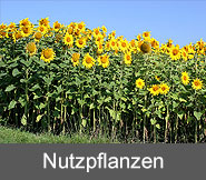 Nutzpflanzen